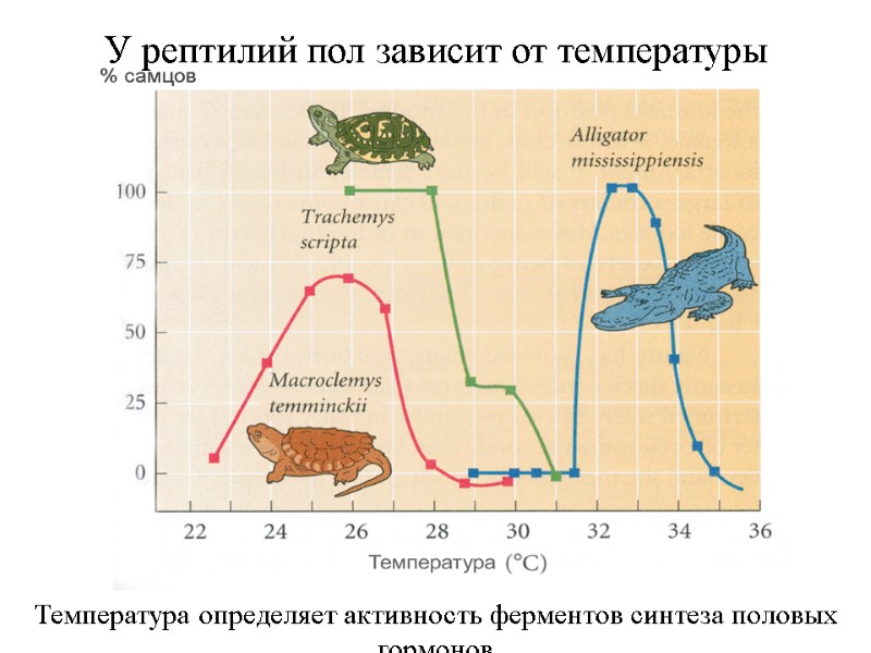 У рептилий пол зависит от температуры Температура определяет активность ферментов синтеза половых гормонов У рептилий пол зависит от температуры Температура определяет активность ферментов синтеза половых гормонов